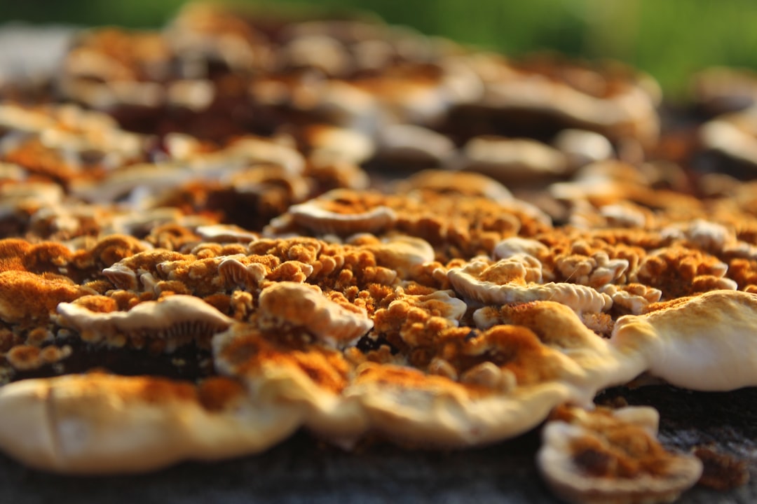 Funghi Tartufo